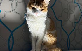Canto do Gato